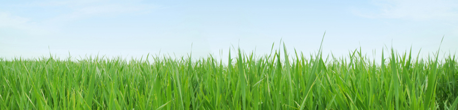 Green Landscape