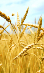 Wheat